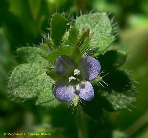 {Veronica hederifolia}